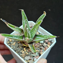 Load image into Gallery viewer, Agave Victoriae Reginae
