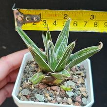 Load image into Gallery viewer, Agave Victoriae Reginae
