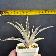 Load image into Gallery viewer, Dyckia Marnier-lapostollei
