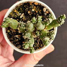 Load image into Gallery viewer, Tephrocactus Rossianus
