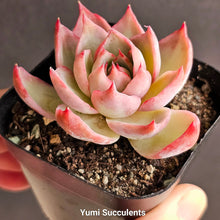 Load image into Gallery viewer, Echeveria Agavoides Casio
