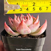 Load image into Gallery viewer, Echeveria Agavoides Casio

