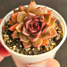 Load image into Gallery viewer, Echeveria Christmas Elk
