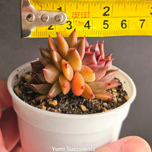 Load image into Gallery viewer, Echeveria Christmas Elk
