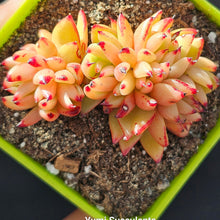 Load image into Gallery viewer, Echeveria Ek Soul Crested
