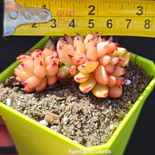 Load image into Gallery viewer, Echeveria Ek Soul Crested
