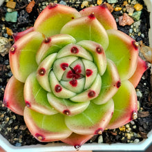 Load image into Gallery viewer, Echeveria Blue Dragon
