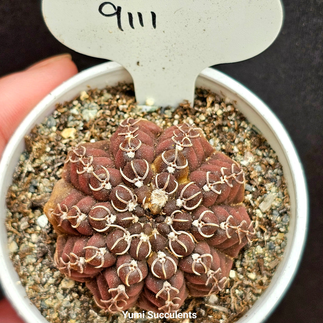 Gymnocalycium Quehlianum Curvispinum Albispinum