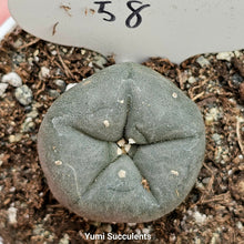 Load image into Gallery viewer, Lophophora Williamsii
