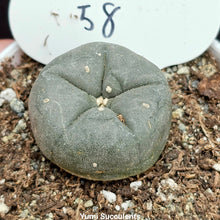Load image into Gallery viewer, Lophophora Williamsii
