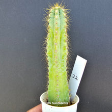 Load image into Gallery viewer, Pilosocereus Pachycladus F. Ritter
