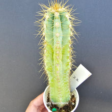 Load image into Gallery viewer, Pilosocereus Pachycladus F. Ritter
