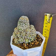 Load image into Gallery viewer, Mammillaria Hernandezii(Grafted)
