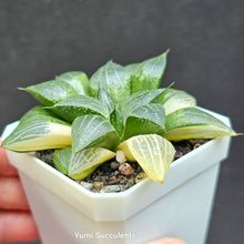 Load image into Gallery viewer, Haworthia Cymbiformis Grey Ghost Variegata
