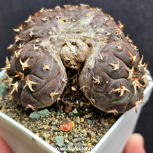 Load image into Gallery viewer, Gymnocalycium Spegazzinii V Unguispina “Cat Claw” Crest
