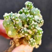 Load image into Gallery viewer, Tephrocactus Rossianus
