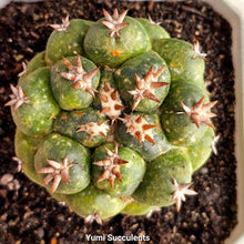 Load image into Gallery viewer, Coryphantha Elephantidens
