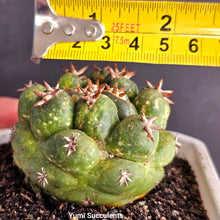 Load image into Gallery viewer, Coryphantha Elephantidens
