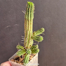 Load image into Gallery viewer, Euphorbia Mammillaris
