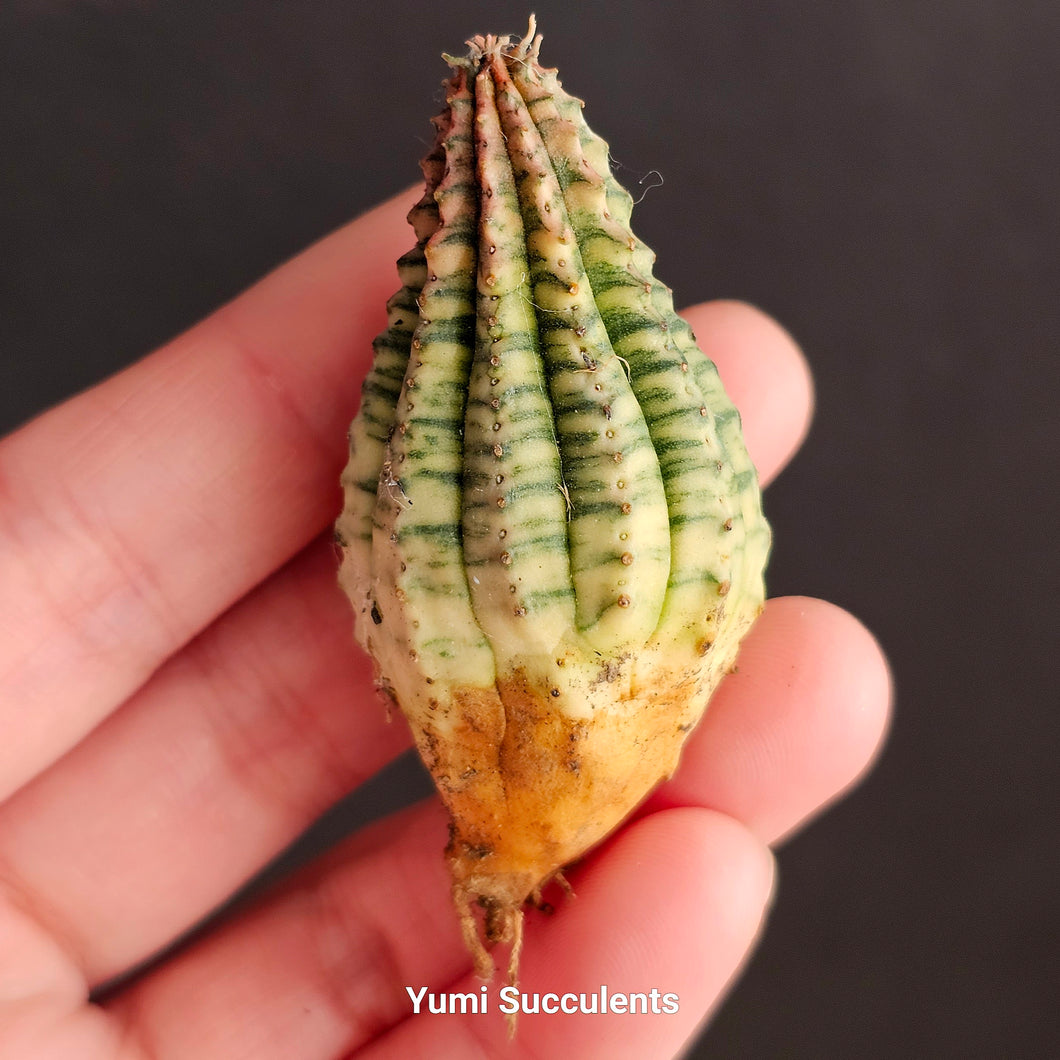 Euphorbia Obesa Variegata