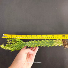 Load image into Gallery viewer, Euphorbia Trigona Variegata
