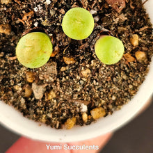 Load image into Gallery viewer, Conophytum Vanzylii
