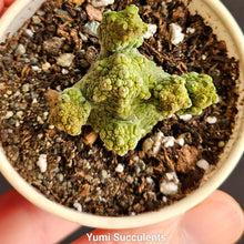 Load image into Gallery viewer, Pseudolithos Migiurtinus Hybrid Asclepiadaceae
