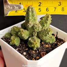 Load image into Gallery viewer, Pseudolithos Migiurtinus Hybrid Asclepiadaceae
