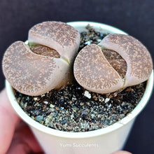Load image into Gallery viewer, Lithops
