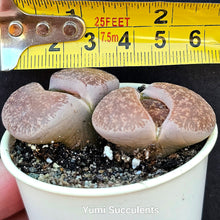 Load image into Gallery viewer, Lithops
