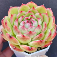 Load image into Gallery viewer, Echeveria Moon Stone
