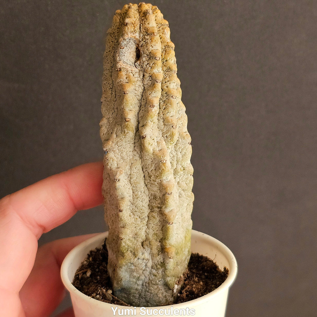 Euphorbia Abdelkuri Balfour Fil