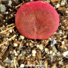 Load image into Gallery viewer, Conophytum Maughanii
