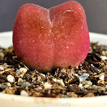 Load image into Gallery viewer, Conophytum Maughanii
