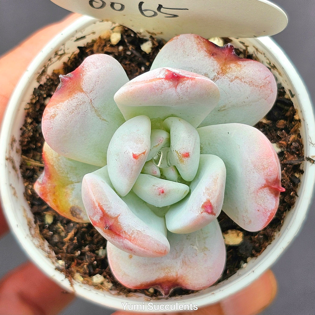 Echeveria Snow Angel