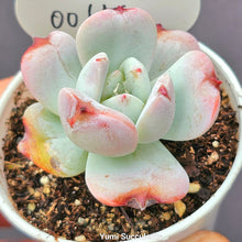 Load image into Gallery viewer, Echeveria Snow Angel
