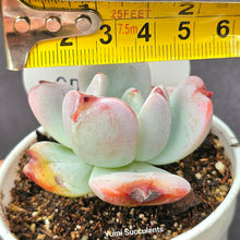 Load image into Gallery viewer, Echeveria Snow Angel
