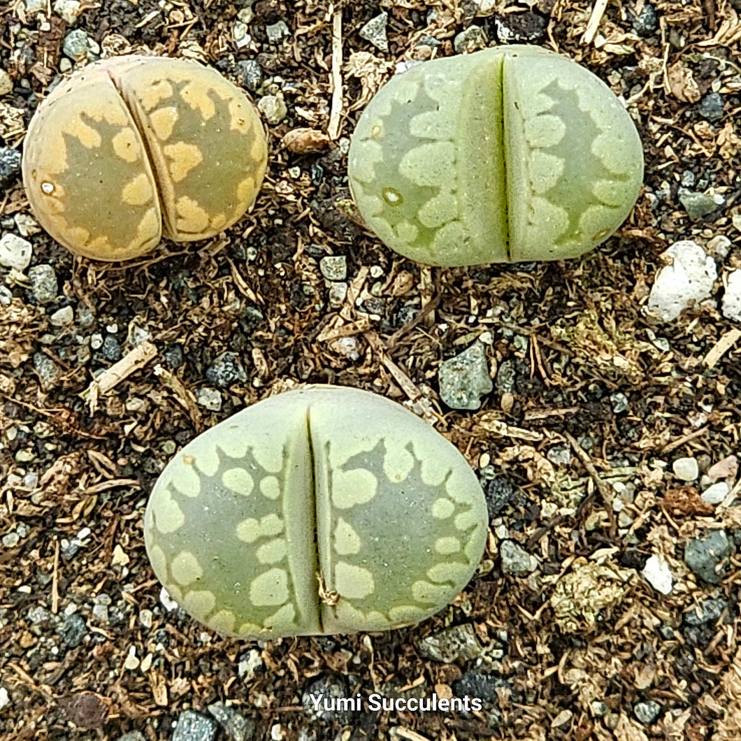 Lithops Aucampiae (3)