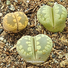 Load image into Gallery viewer, Lithops Aucampiae (3)
