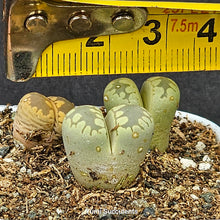 Load image into Gallery viewer, Lithops Aucampiae (3)
