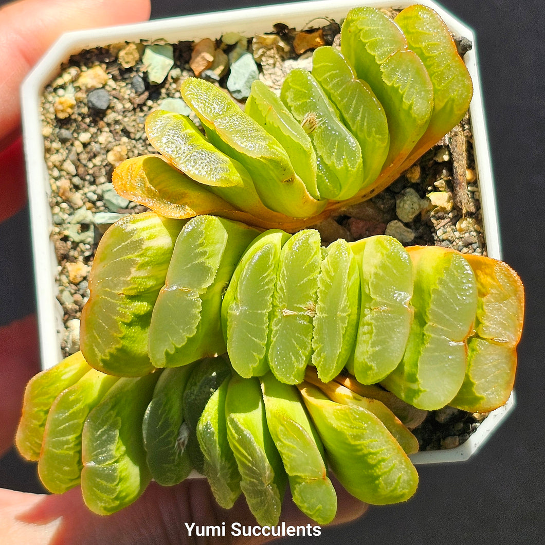 Haworthia Truncata Variegata