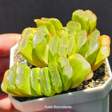 Load image into Gallery viewer, Haworthia Truncata Variegata
