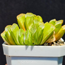 Load image into Gallery viewer, Haworthia Truncata Variegata
