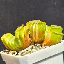 Load image into Gallery viewer, Haworthia Truncata Variegata
