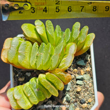 Load image into Gallery viewer, Haworthia Truncata Variegata
