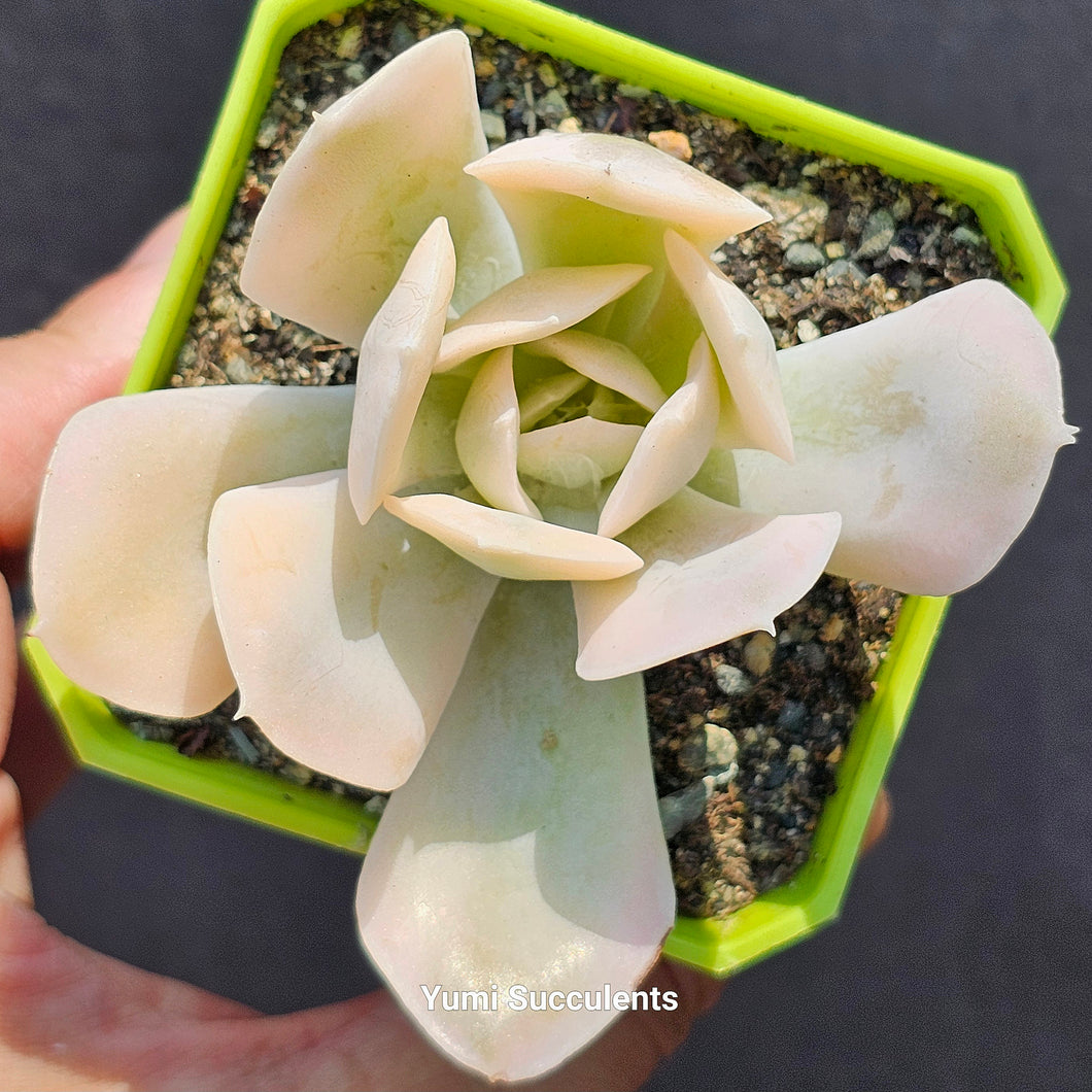 Echeveria Ruyonii Variegated