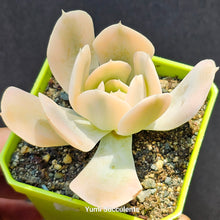 Load image into Gallery viewer, Echeveria Ruyonii Variegated
