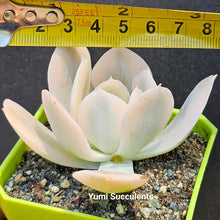 Load image into Gallery viewer, Echeveria Ruyonii Variegated
