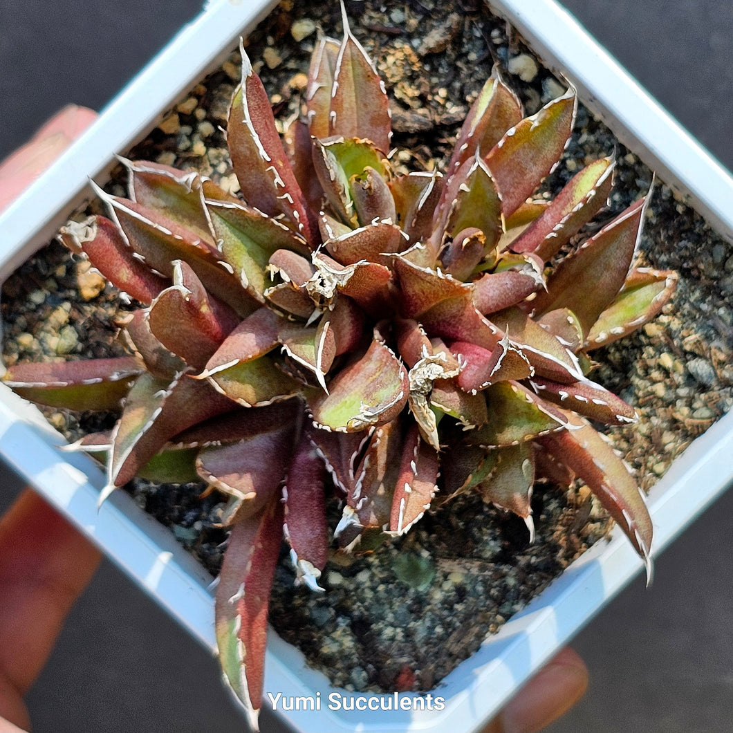 Agave Titanota Cat Crest