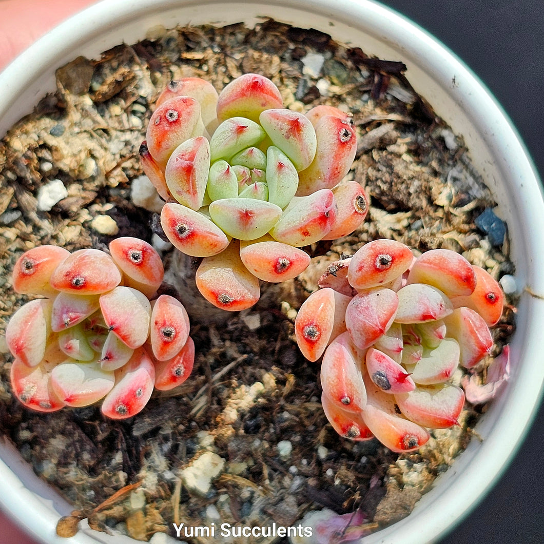 Echeveria Minima